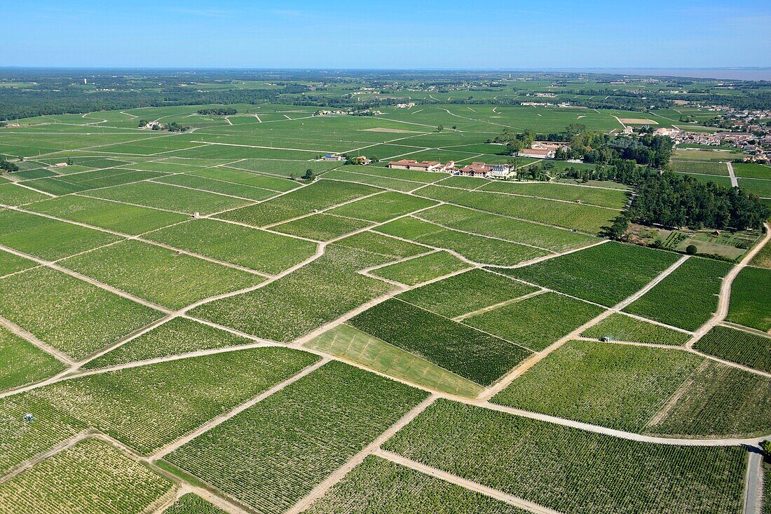 France,Gironde,Pauillac,parcels of vineyards,where are produced great wines classified (aerial view)