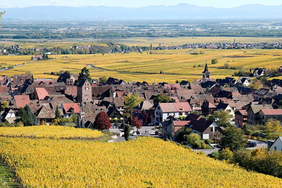 France,Haut Rhin,Riquewihr,vineyards in autumn.