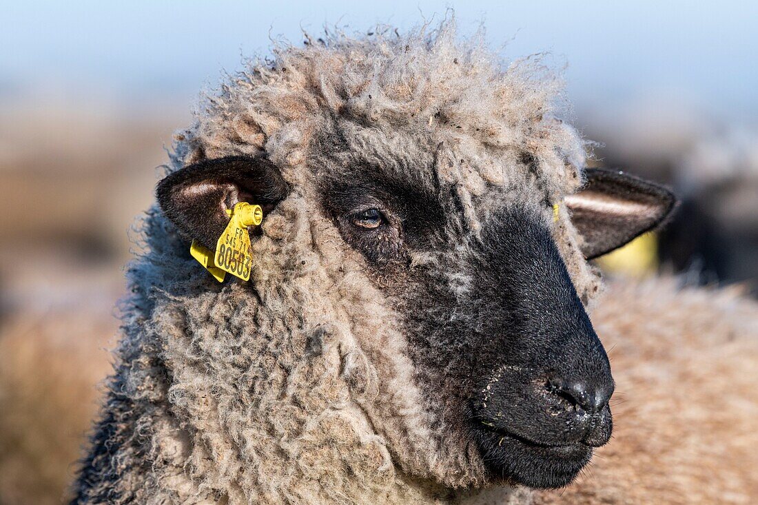 France,Somme,Baie de Somme,Le Crotoy,salt meadow sheep in the Baie de Somme in spring,at this time of year,sheep still have their wool and lambs are still small,a few goats accompany the flock to guide him in the meadows