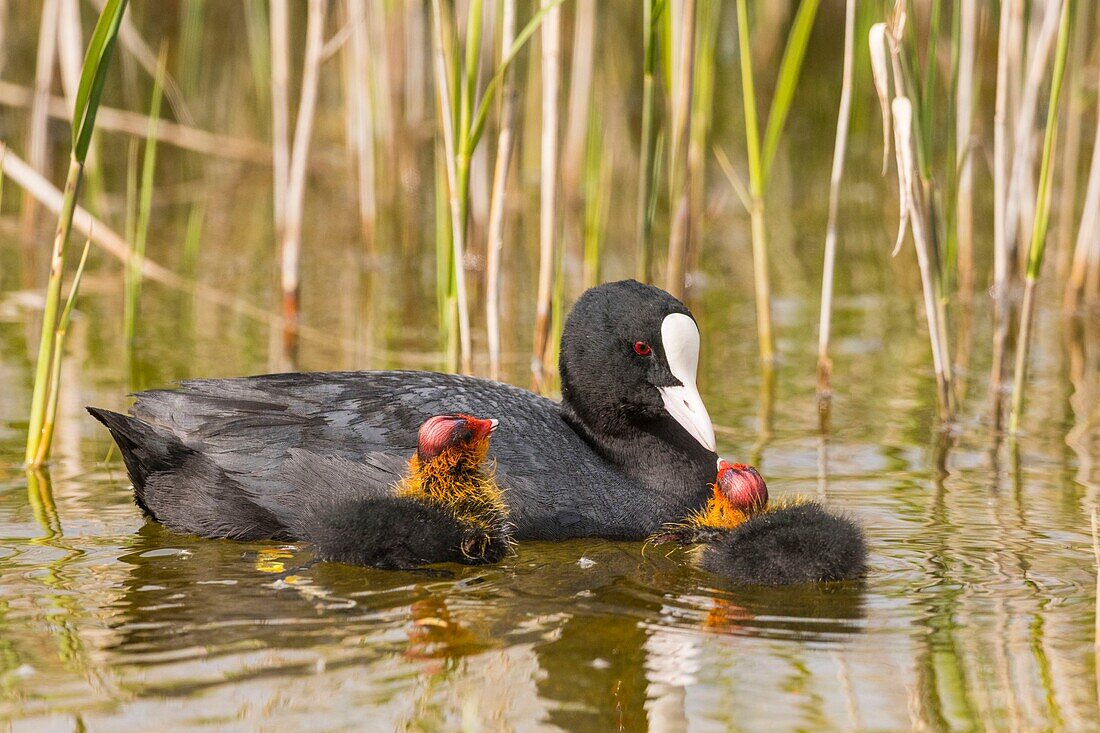 France,Somme,Bay of Somme,Natural Reserve of the Bay of Somme,Saint-Quentin-en-Tourmont,Marquenterre Ornithological Park,Coot (Fulica atra - Eurasian Coot): feeding of young brood by the adults who seek plants at the bottom of the water for their chicks or give them insects and larvae