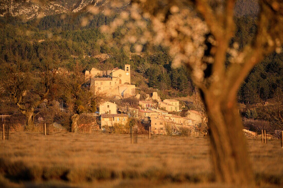 France,Alpes de Haute Provence,Verdon Regional Nature Park,Valensole plateau,Saint Jurs,lavender field