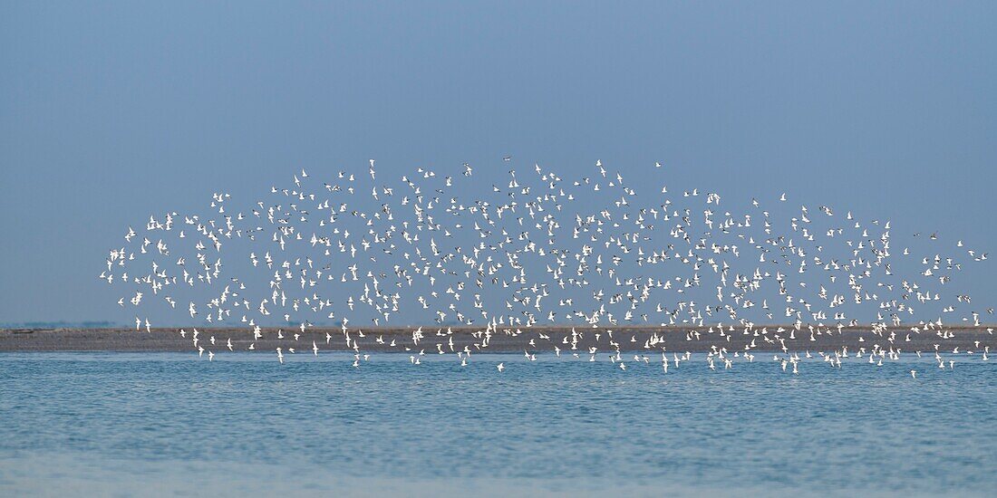 France,Somme,Bay of Somme,Bay of Somme Nature Reserve,Le Crotoy,flock of sandpipers in flight (Likely: Dunlin (Calidris alpina))