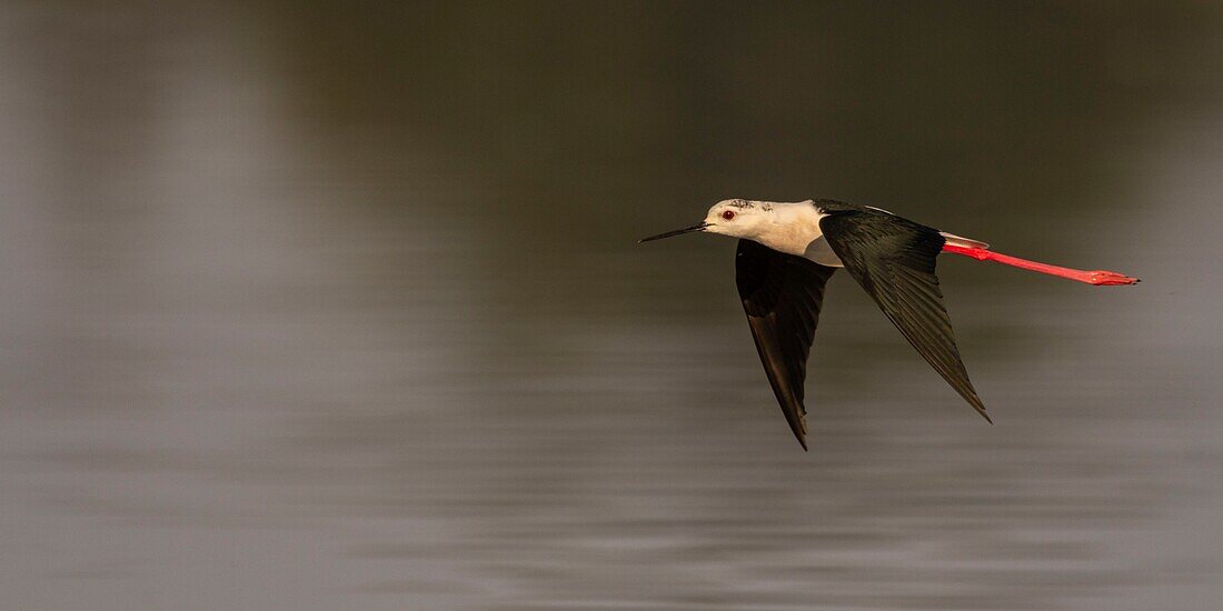 Frankreich,Somme,Baie de Somme,Baie de Somme Naturreservat,Le Crotoy,Stelzenläufer (Himantopus himantopus Schwarzflügelstelze) im Flug