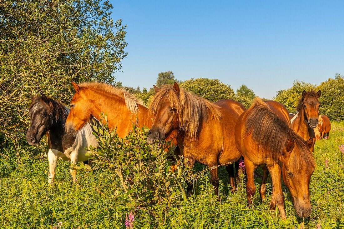 France,Somme,Valley of the Somme,marshes of Epagne-Epagnette,the swamp in the early morning while the fog dissipates,the marsh is populated by ponies for eco-grazing