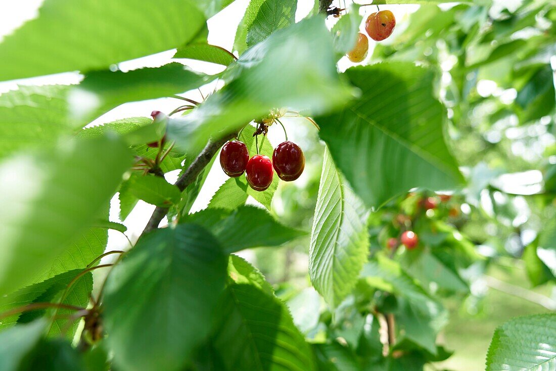 France,Aveyron,Najac,fruits,Cherry tree,Burlat,cherry close up