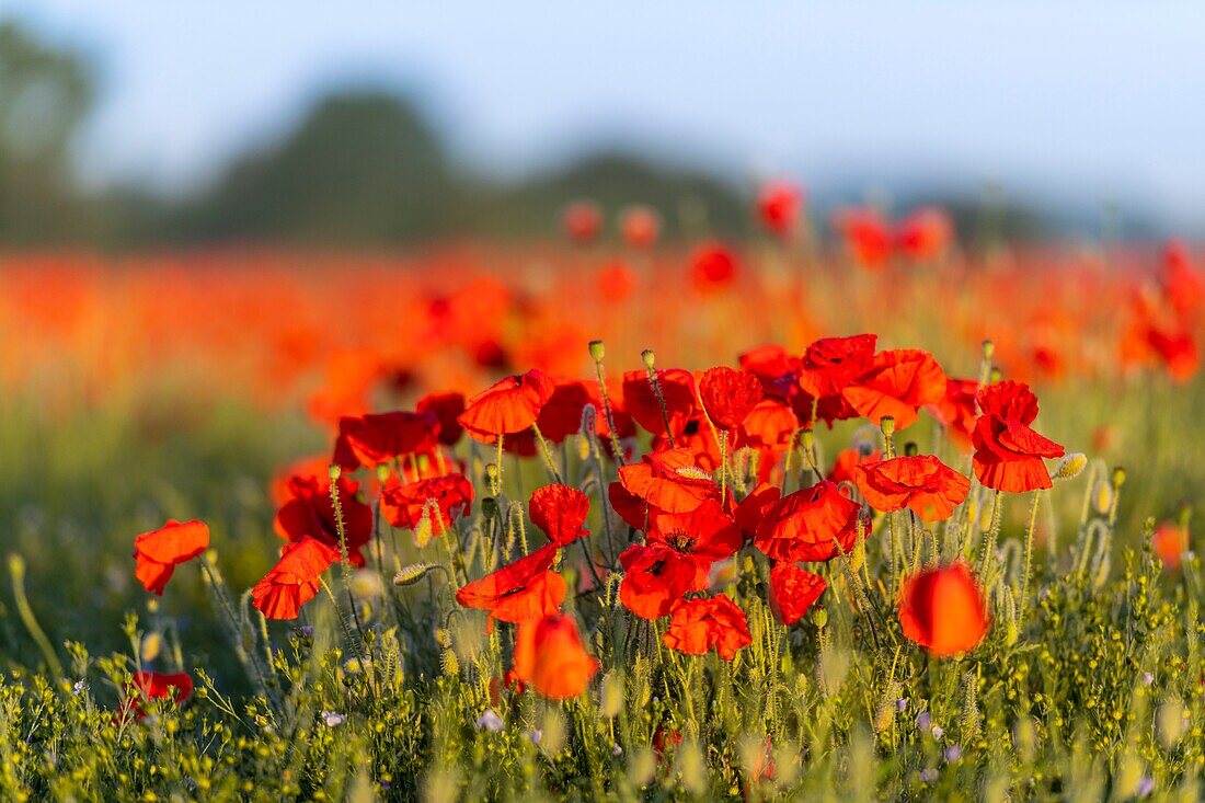 France,Somme,Bay of the Somme,Noyelles-sur-mer,Field of poppies in the Bay of Somme