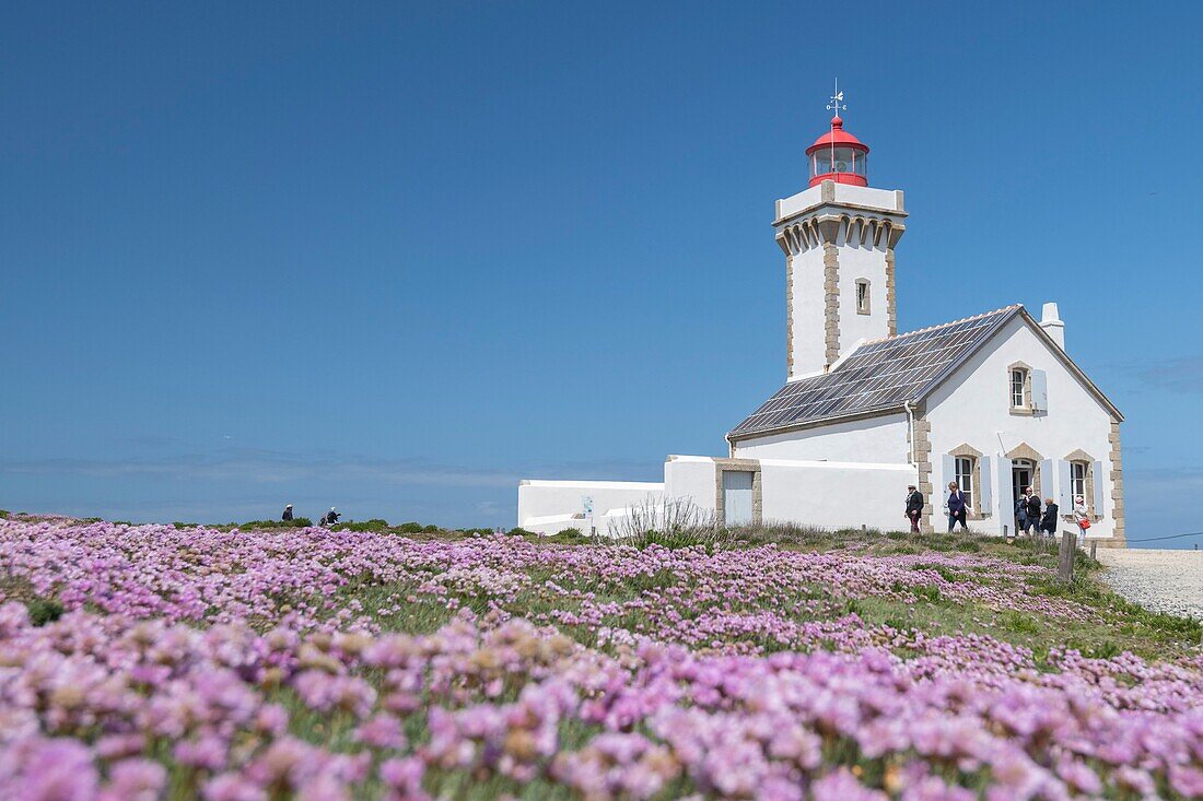 Frankreich,Morbihan,Insel Belle-Ile,Sauzon,Leuchtturm an der Pointe des Poulains mit Meeresdrift (Armeria maritima)