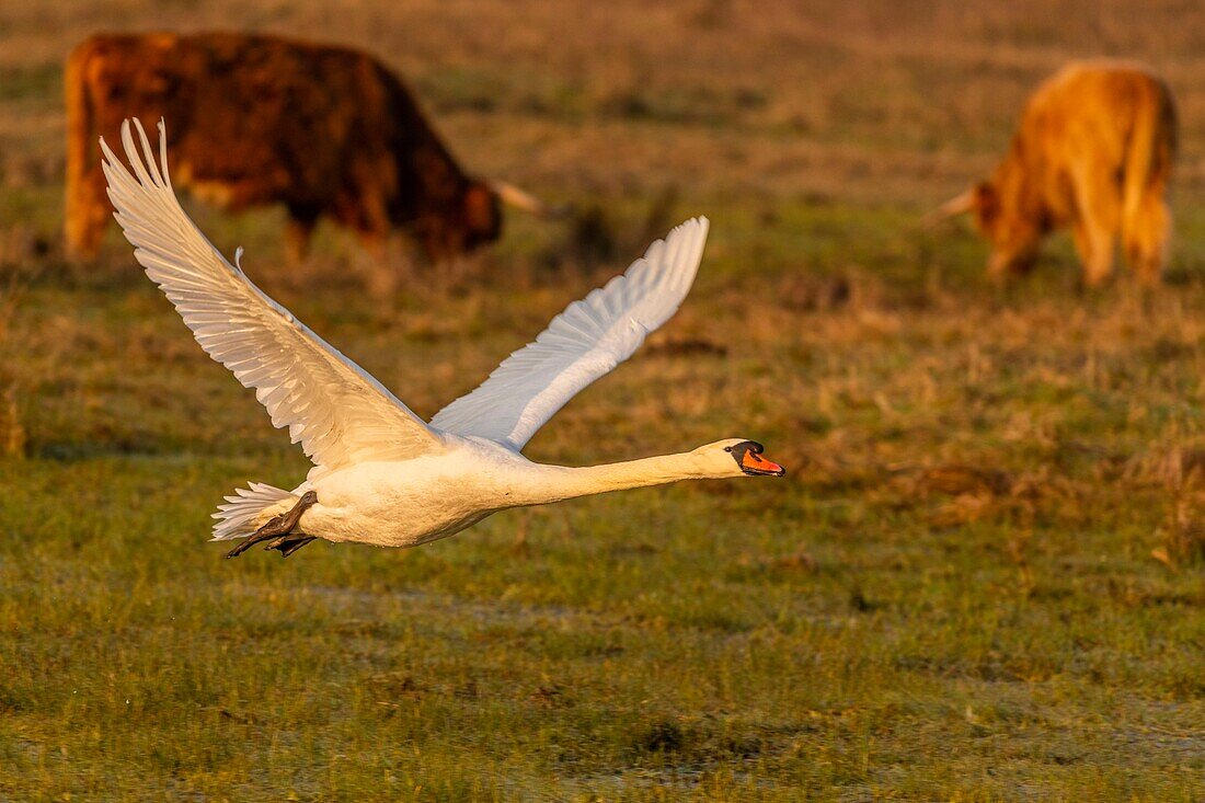 France,Somme,Baie de Somme,Le Crotoy,Crotoy Marsh,Mute Swan (Cygnus olor) defending its territory and hunting intruders in the spring