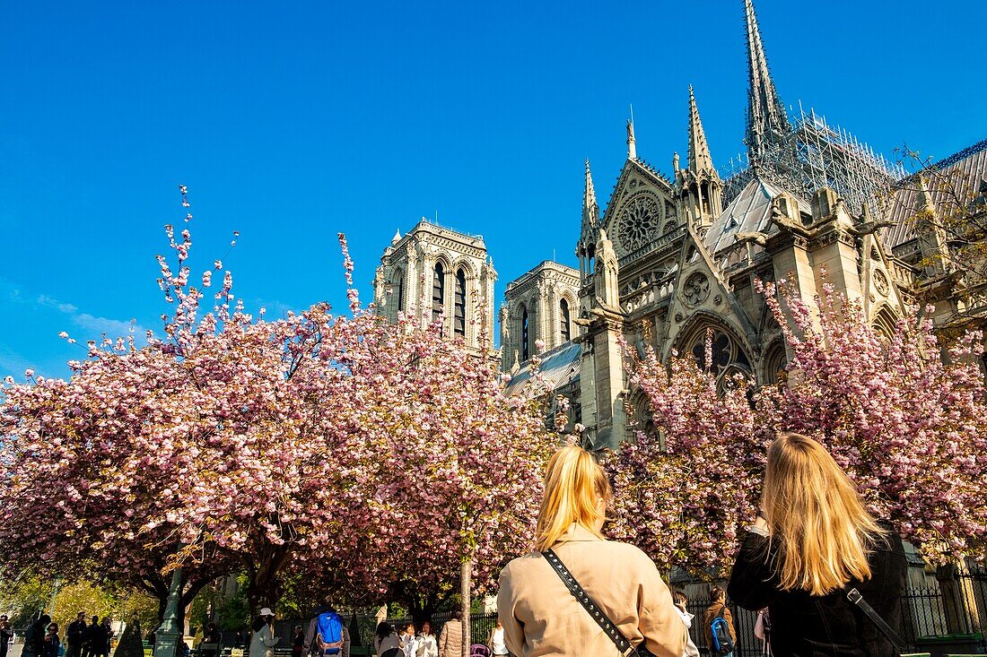 Frankreich,Paris,Weltkulturerbe der UNESCO,Ile de la Cité,Kathedrale Notre-Dame und die Kirschblüte im Frühling, wenige Stunden vor dem schrecklichen Brand, der das gesamte Gebäude verwüstete