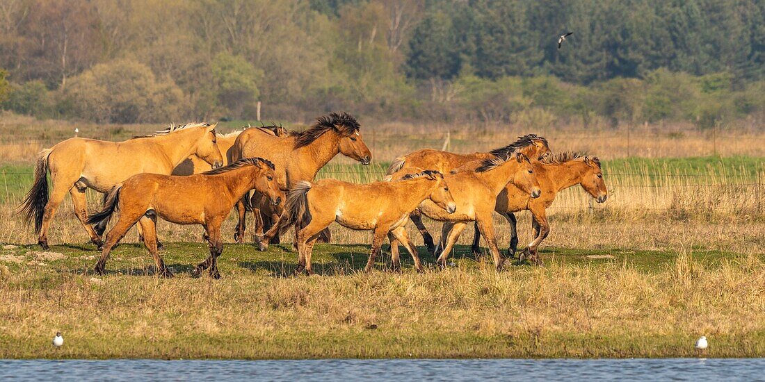 France,Somme,Baie de Somme,Le Crotoy,Henson horses in the Crotoy marsh in the Baie de Somme,this rustic and well adapted horse race was created by the breeders of the Baie de Somme