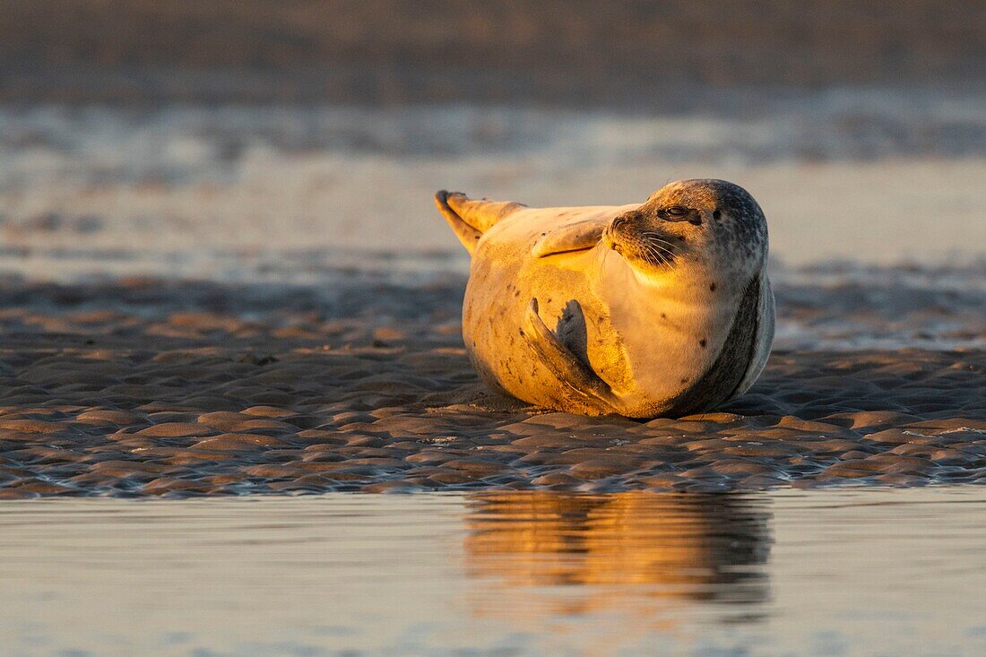 Frankreich,Pas de Calais,Cote d'Opale,Authie Bay,Berck sur mer,Seehund (Phoca vitulina) bei Ebbe auf Sandbänken ruhend