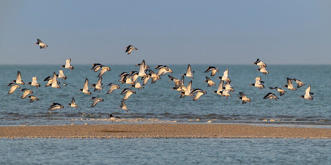 Frankreich,Somme,Bucht von Somme,Naturpark der Bucht von Somme,Le Crotoy,Flug des Austernfischers (Haematopus ostralegus) im Naturpark der Bucht von Somme