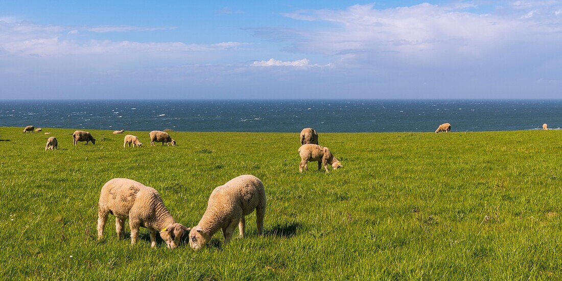 France,Pas de Calais,Opal Coast,Great Site of the two Caps,sheep on the site of Cap Gris Nez