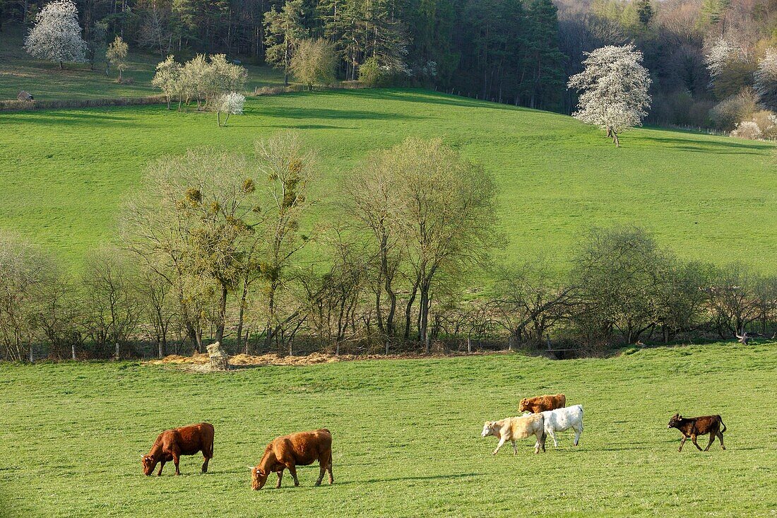 Frankreich,Meurthe et Moselle,Cotes de Toul,ländliche Landschaft