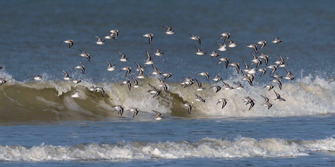 Frankreich,Somme,Picardie-Küste,Quend-Plage,Sanderling im Flug (Calidris alba ) entlang des Strandes