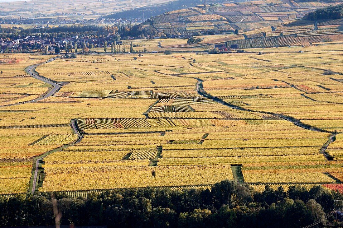 Frankreich,Haut Rhin,Sigolsheim,Weinberge im Herbst.