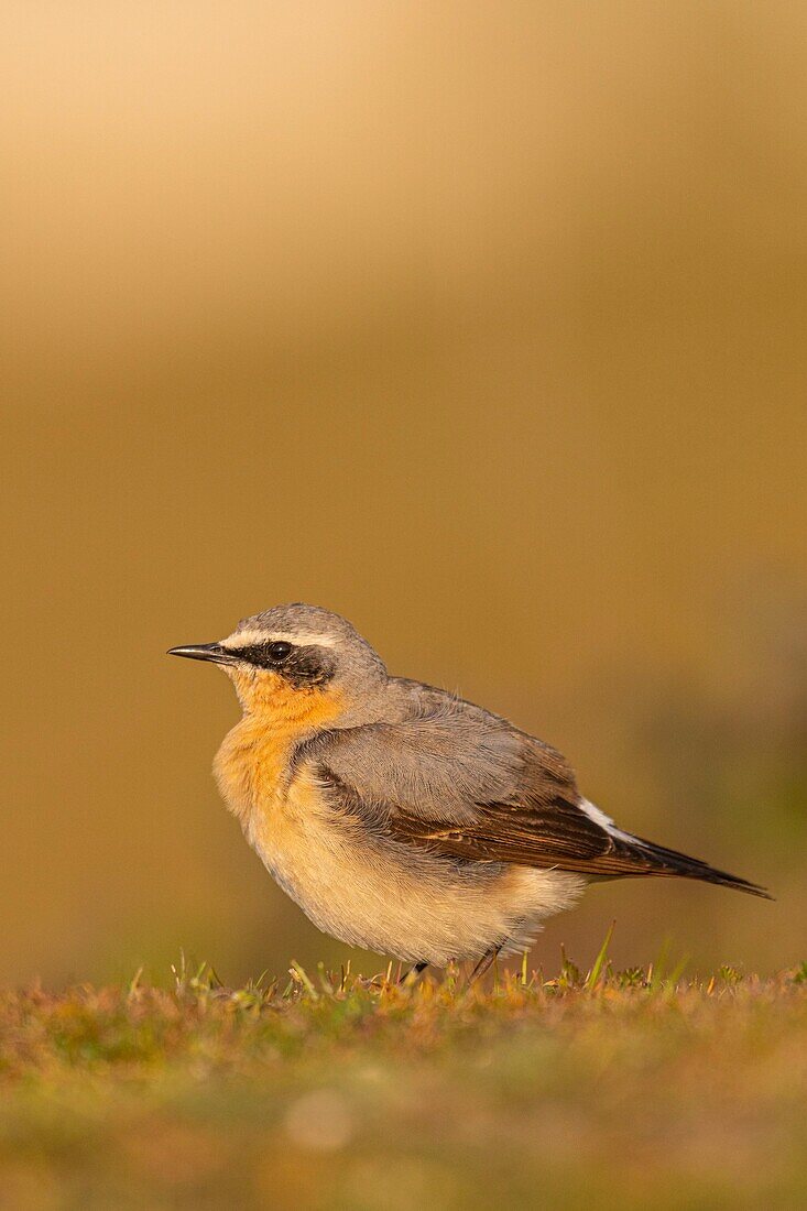 France,Somme,Baie de Somme,The Hâble d'Ault,Cayeux sur Mer,Wheatear (Oenanthe oenanthe Northern Wheatear)