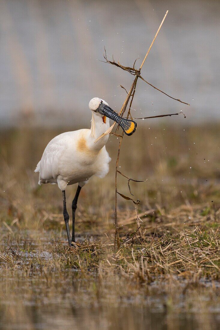 France,Somme,Baie de Somme,Baie de Somme Nature Reserve,Marquenterre Ornithological Park,Saint Quentin en Tourmont,Spoonbill (Platalea leucorodia Eurasian Spoonbill) who picks on the islands of the pond materials for nest building in the nearby heronry