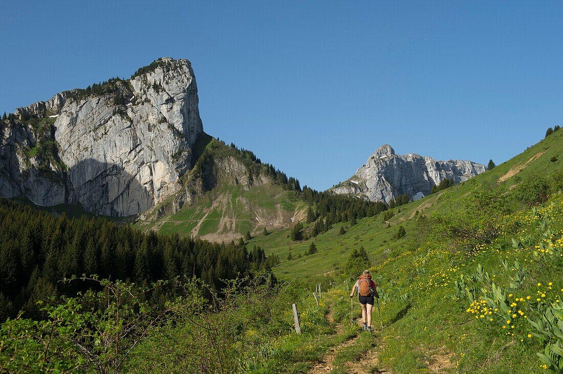 France,Haute Savoie,Bornes massif,Plateau Glieres,hiker in the valley of Pré de Vaudé and the rock Parnal