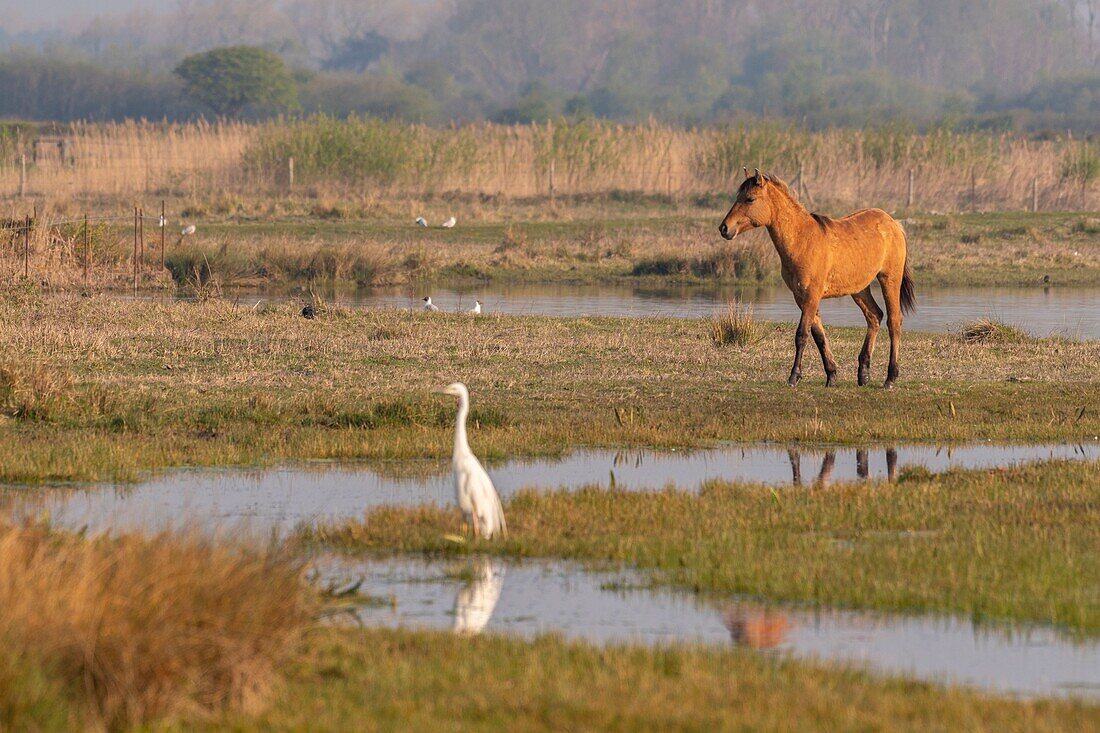 France,Somme,Baie de Somme,Le Crotoy,Henson horses in the Crotoy marsh in the Baie de Somme,this rustic and well adapted horse race was created by the breeders of the Baie de Somme