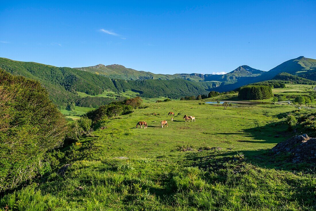 Frankreich,Cantal,Regionaler Naturpark der Vulkane der Auvergne,monts du Cantal (Cantal-Berge),vallee de Cheylade (Cheylade-Tal),nahe dem Dorf Le Claux