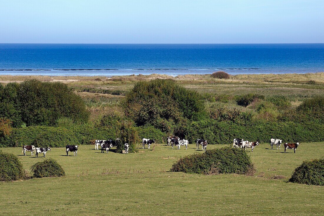 France,Calvados,Ver sur Mer,herd of cows at the back of Gold Beach