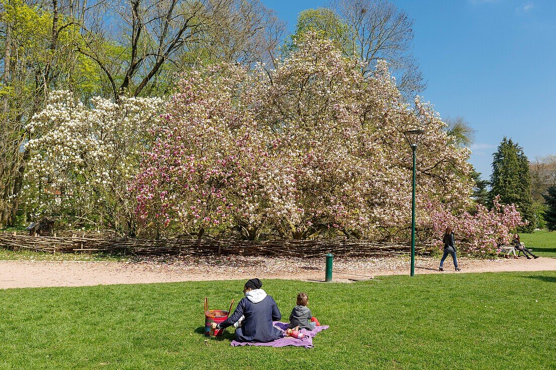 Frankreich,Meurthe et Moselle,Nancy,Parc Saint Marie,ein öffentlicher Garten,Magnolie aus Soulange gepflanzt im Jahr 1909 abelled bemerkenswerten Baum seit 2014