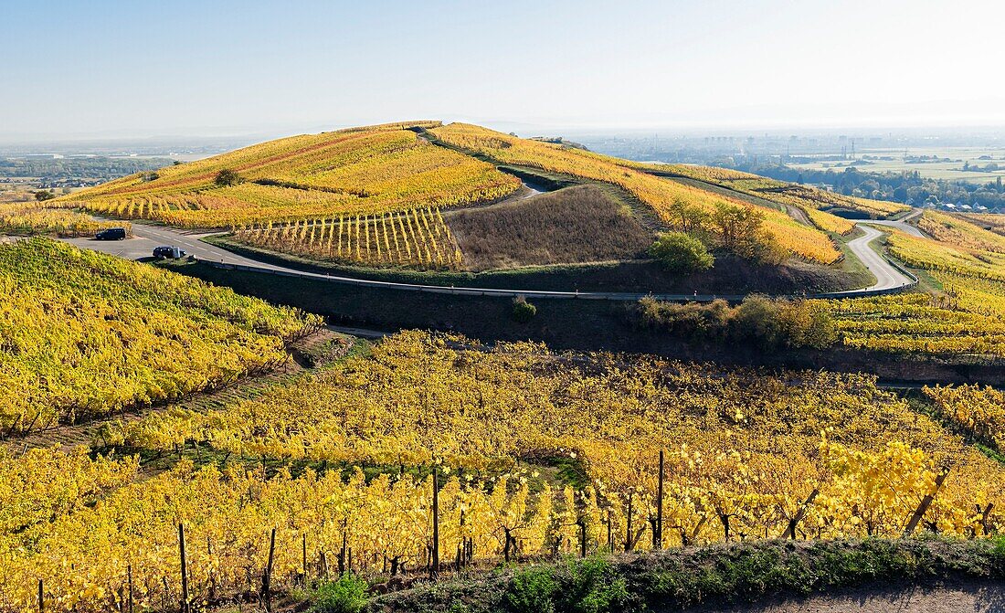 Frankreich,Haut Rhin,Turckheim,Weinberge im Herbst an der Weinstraße.