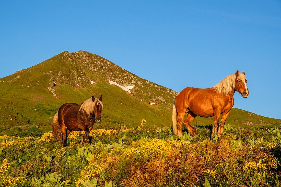 France,Cantal,Regional Natural Park of the Auvergne Volcanoes,monts du Cantal,Cantal mounts,vallee de l'Impradine (Impradine valley),puy Mary and horses