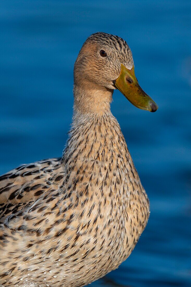 France,Somme,Baie de Somme,Le Crotoy,Mallard (Anas platyrhynchos) female