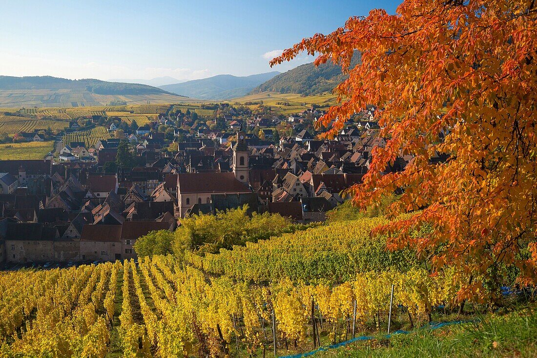 France,Haut Rhin,Route des Vins d'Alsace,Riquewihr,labeled The most beautiful villages in France