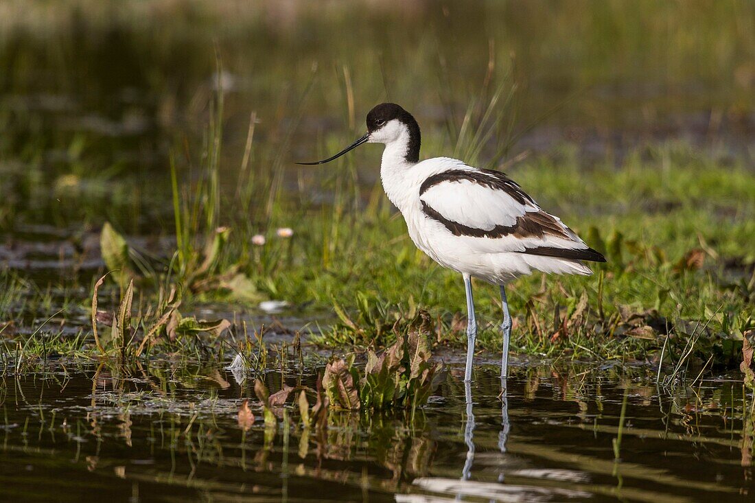 France,Somme,Baie de Somme,Nature Reserve of the Baie de Somme,Marquenterre Ornithological Park,Saint Quentin en Tourmont,Pied Avocet (Recurvirostra avosetta)