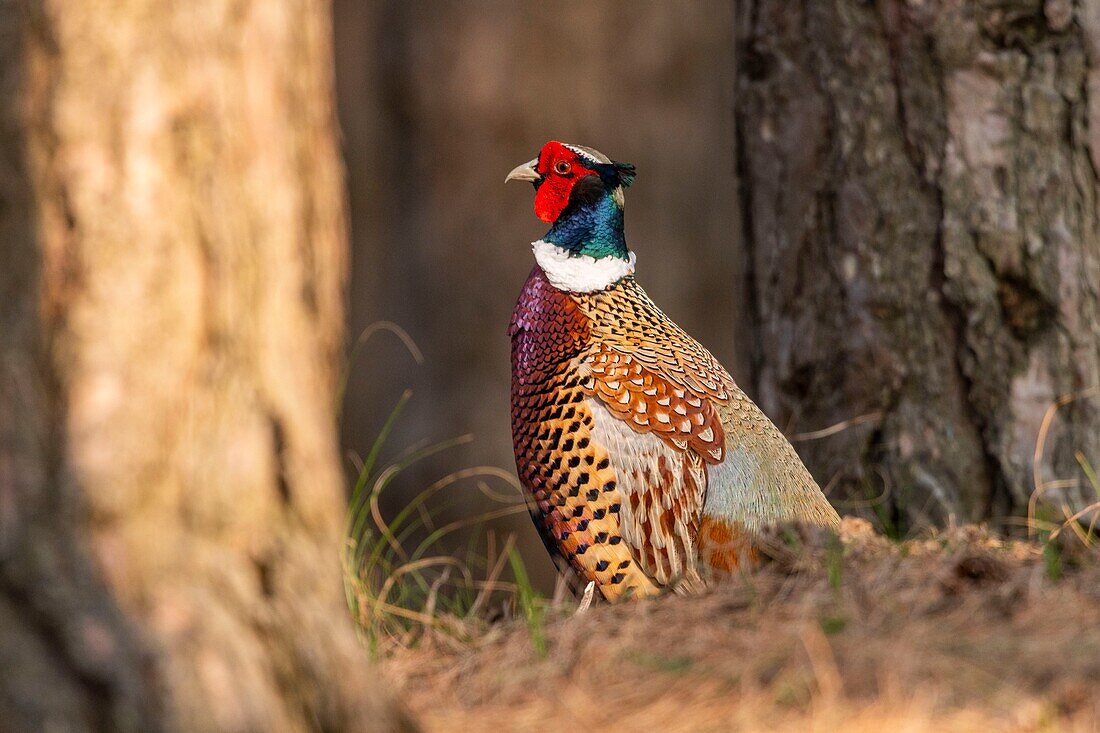 Frankreich,Somme,Baie de Somme,Naturpark Baie de Somme,Ornithologischer Park Marquenterre,Saint Quentin en Tourmont,Fasan (Phasianus colchicus)