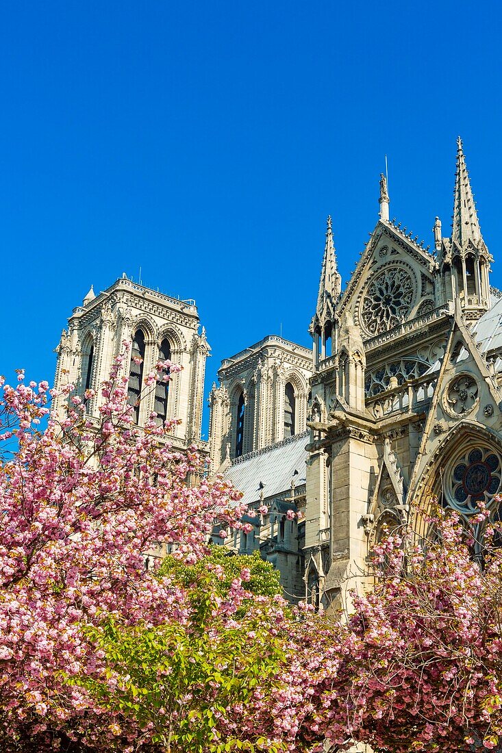 France,Paris,Notre-Dame cathedral in spring with cherry blossoms