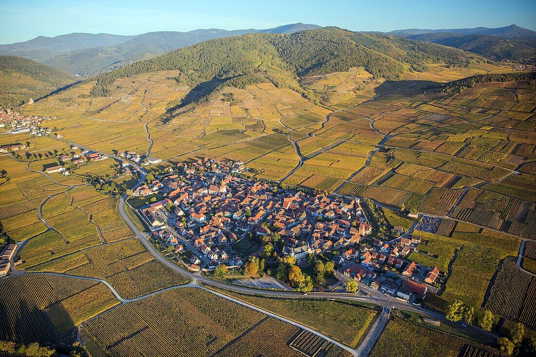 France,Haut Rhin,Alsace wine road,Kientzheim,fortified village,vineyards (aerial view)