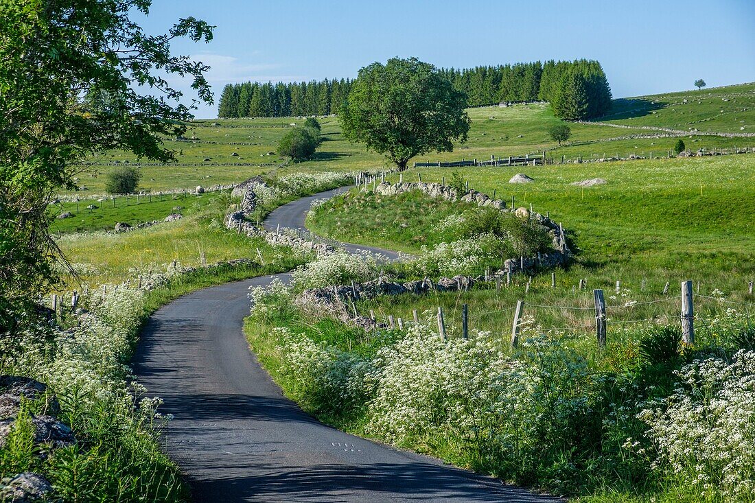 France,Lozere,Aubrac Regional Nature Park,route of Santiago de Compostela on the Aubrac plateau listed as World Heritage by UNESCO,landscape near Marchastel