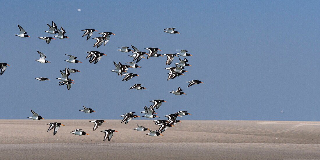 France,Somme,Baie de Somme,Oystercatcher (Haematopus ostralegus Eurasian Oystercatcher) flight dislodged by the rising tide