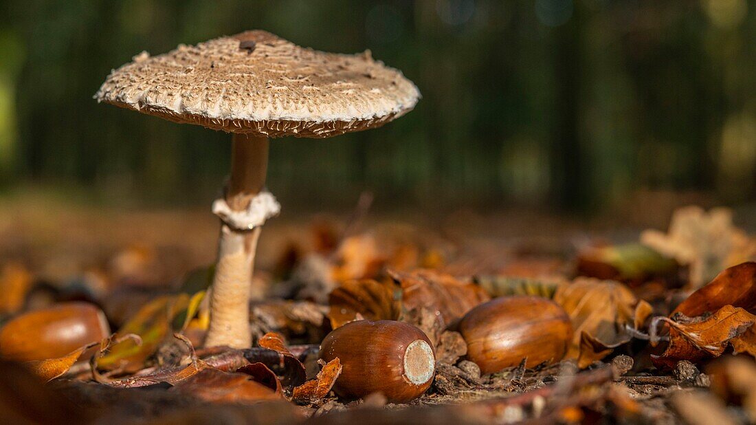 Frankreich,Somme,Crécy-Wald,Crécy-en-Ponthieu,Macrolepiota procera Pilz - hoher Lepid - im Herbst