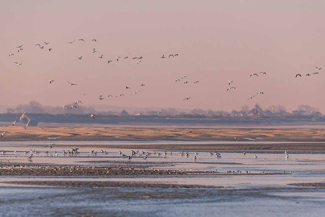 France,Somme,Baie de Somme,Natural Reserve of the Baie de Somme,Le Crotoy,passage of Common Shelducks (Tadorna tadorna ) vis-a-vis the Hourdel in the natural reserve