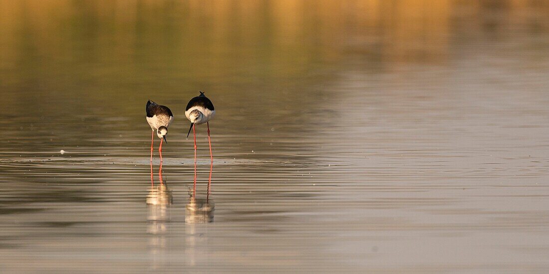 France,Somme,Baie de Somme,Natural Reserve of the Baie de Somme,Le Crotoy,White Stilt (Himantopus himantopus Black winged Stilt) Mating