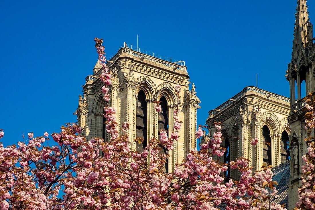 Frankreich,Paris,Weltkulturerbe der UNESCO,Ile de la Cité,Kathedrale Notre-Dame und die Kirschblüte im Frühling, wenige Stunden vor dem schrecklichen Brand, der das gesamte Gebäude zerstörte