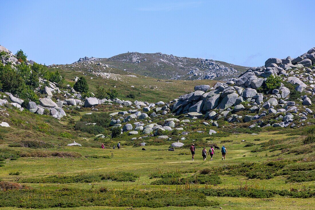 France,Corse du Sud,Alta Rocca region,mountain bogs locally called pozzines on the plateau of Cuscionu