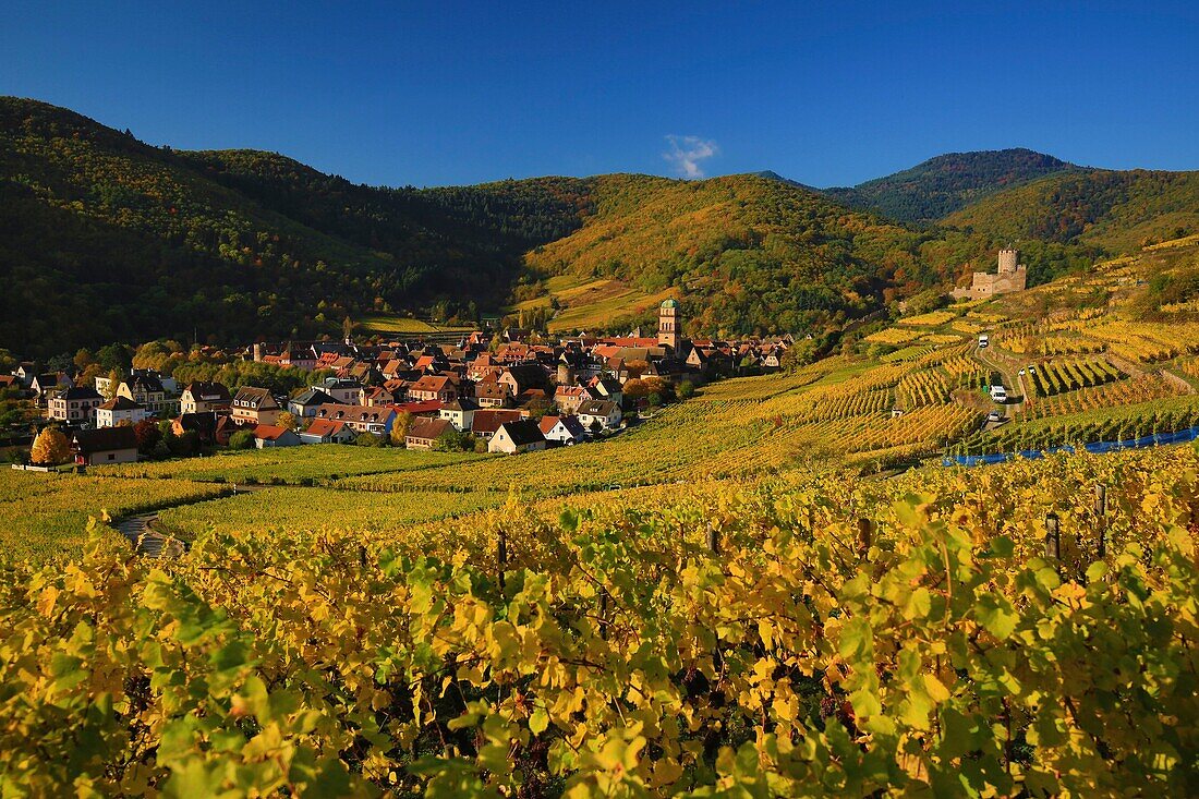 France,Haut Rhin,Route des Vins d'Alsace,Kaysersberg,the vineyard and the Holy Cross Church,The city is located at the mouth of the Weiss valley in the plain of Alsace,at the entrance to the valleys of Lapoutroie and Orbey,It is dominated by two mountains,one of which is crowned by the ruins of Schlossberg