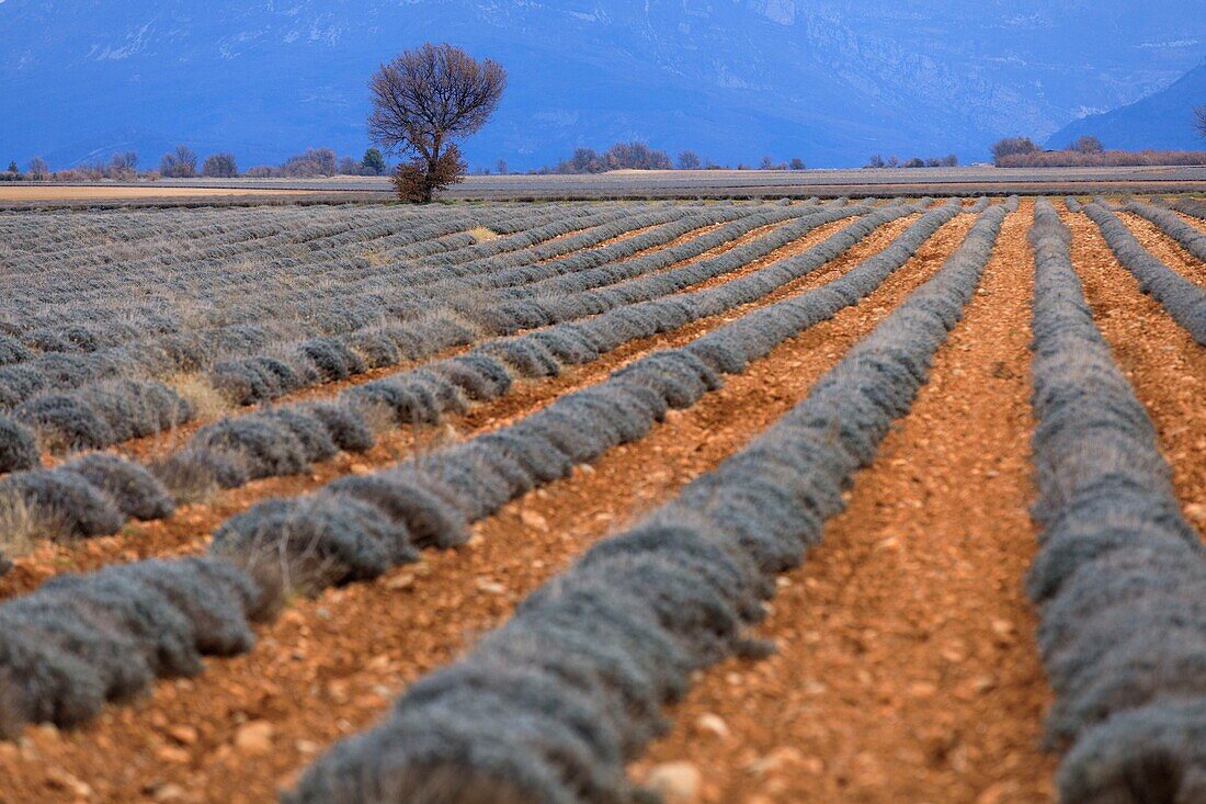 Frankreich,Alpes de Haute Provence,Brunet,Lavendelfeld