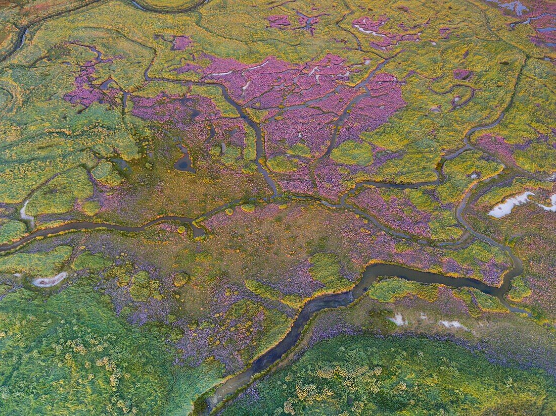 France,Somme,Baie de Somme,between Noyelles sur Mer and Le Crotoy,Flight over the bottom of the Baie de Somme,purple spots are sea lilies,ponds are the pools of hunting huts (aerial view)