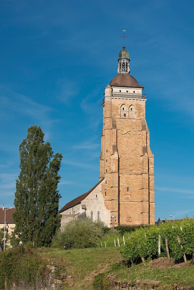 France,Jura,Arbois,the bell tower watchtower of saint Juste church dominates the vineyards of 75 m