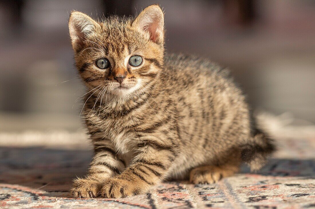 France,Somme,Marcheville,7 weeks old female kitten,on the carpet in the house