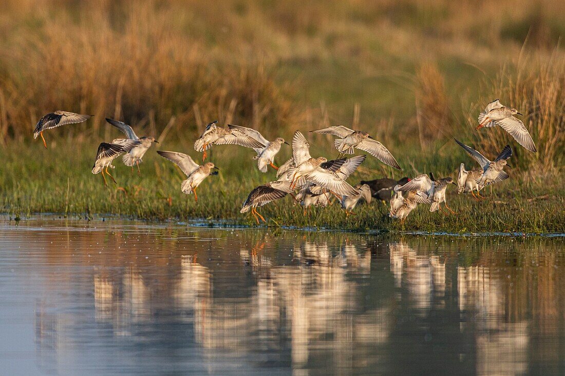 France,Somme,Baie de Somme,Le Crotoy,ruffs (Philomachus pugnax) in the marsh