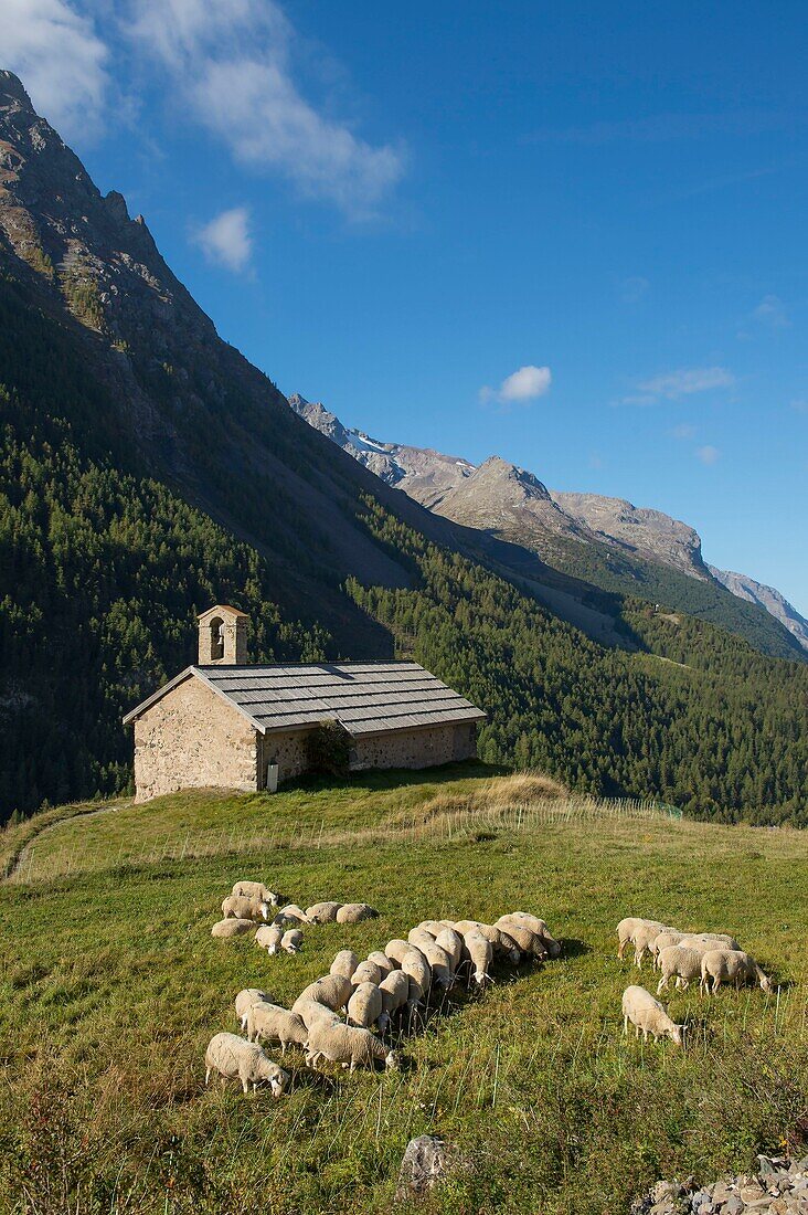 France,Hautes Alpes,The massive Grave of Oisans,flock of sheep to the chapel Saint Antoine in the hamlet of Cours