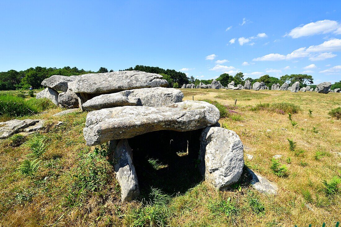 Frankreich,Morbihan,Carnac,Reihe von megalithischen Steinen bei Kermario